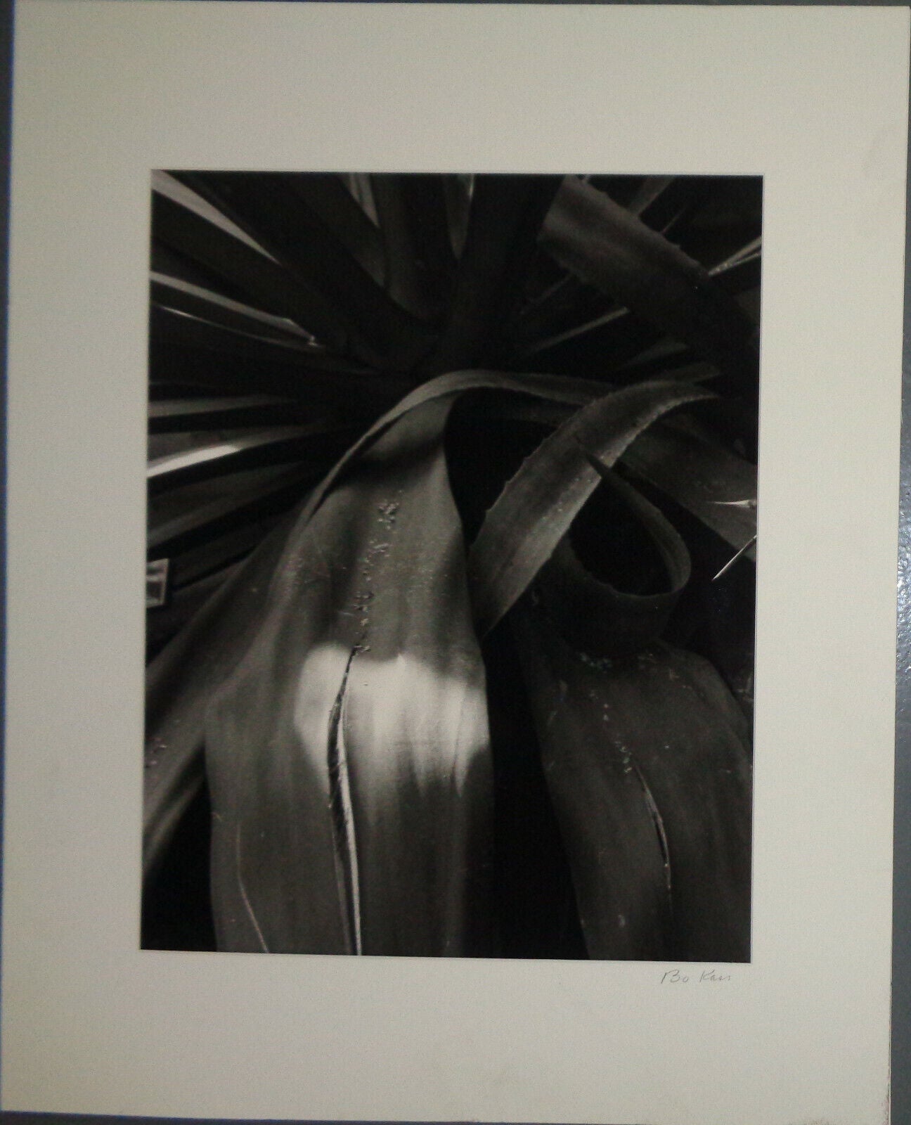 Bo Kass: Leaves - SIGNED original Silver Gelatin photograph