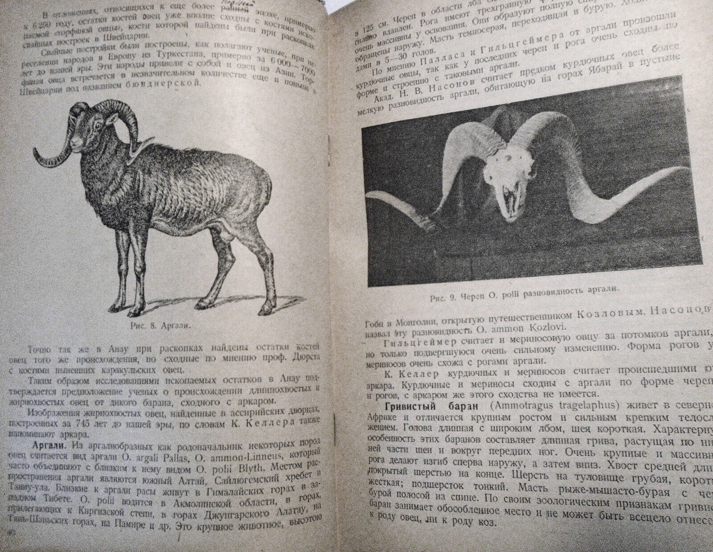 Ovtsevodstvo, by M. F. Ivanov. 1933. Moscow. Sheep breeding. In Russian