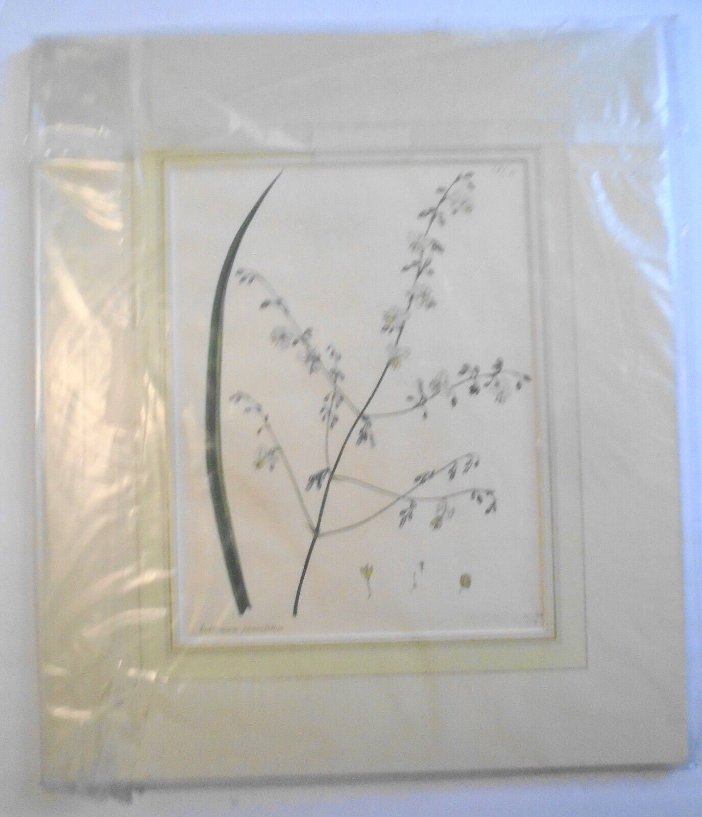 1805 Anthericum Paniculatum pl. 395 - Botanists Repository Henry Charles Andrews