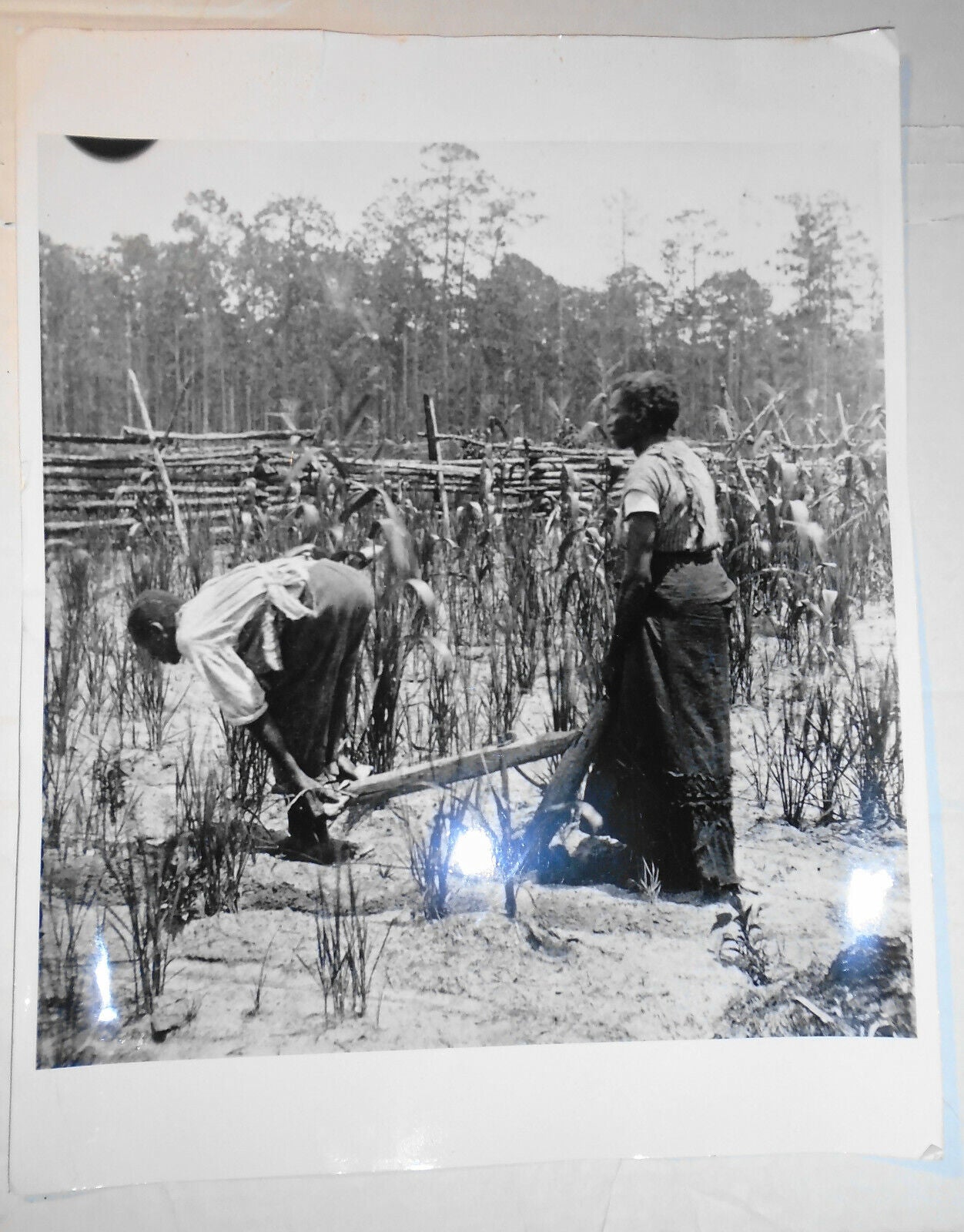 1950s African-American farming photo - original, 14 x 11 inches