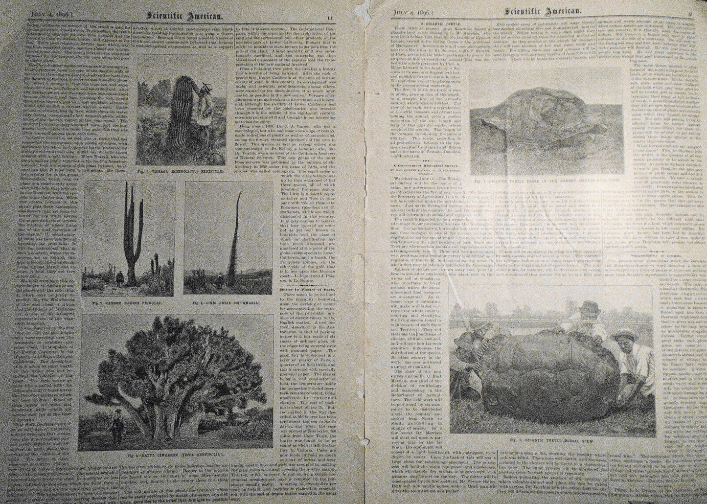 1896 Gigantic Turtle & Lower California Vegetation -- 6 prints & story