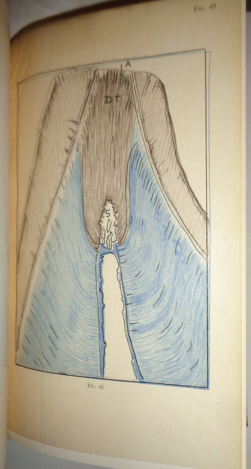 Experimental Investigation Of Enamel Dentine & Dental Pulp SIGNED by W Fish 1933