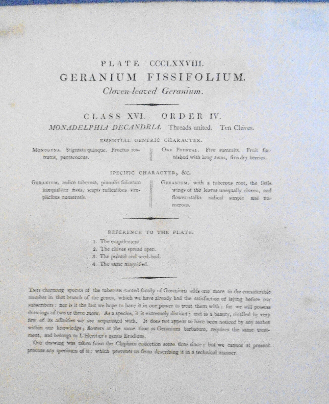 1805 Geranium Fissifolium pl. 378 - Botanist's Repository, Henry Charles Andrews