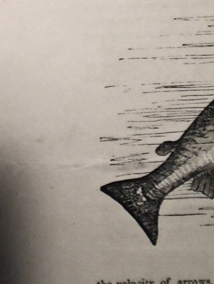 The Salmon - Fishing Ground at Hasling Place Ireland - Gleason's Pictorial 1850s