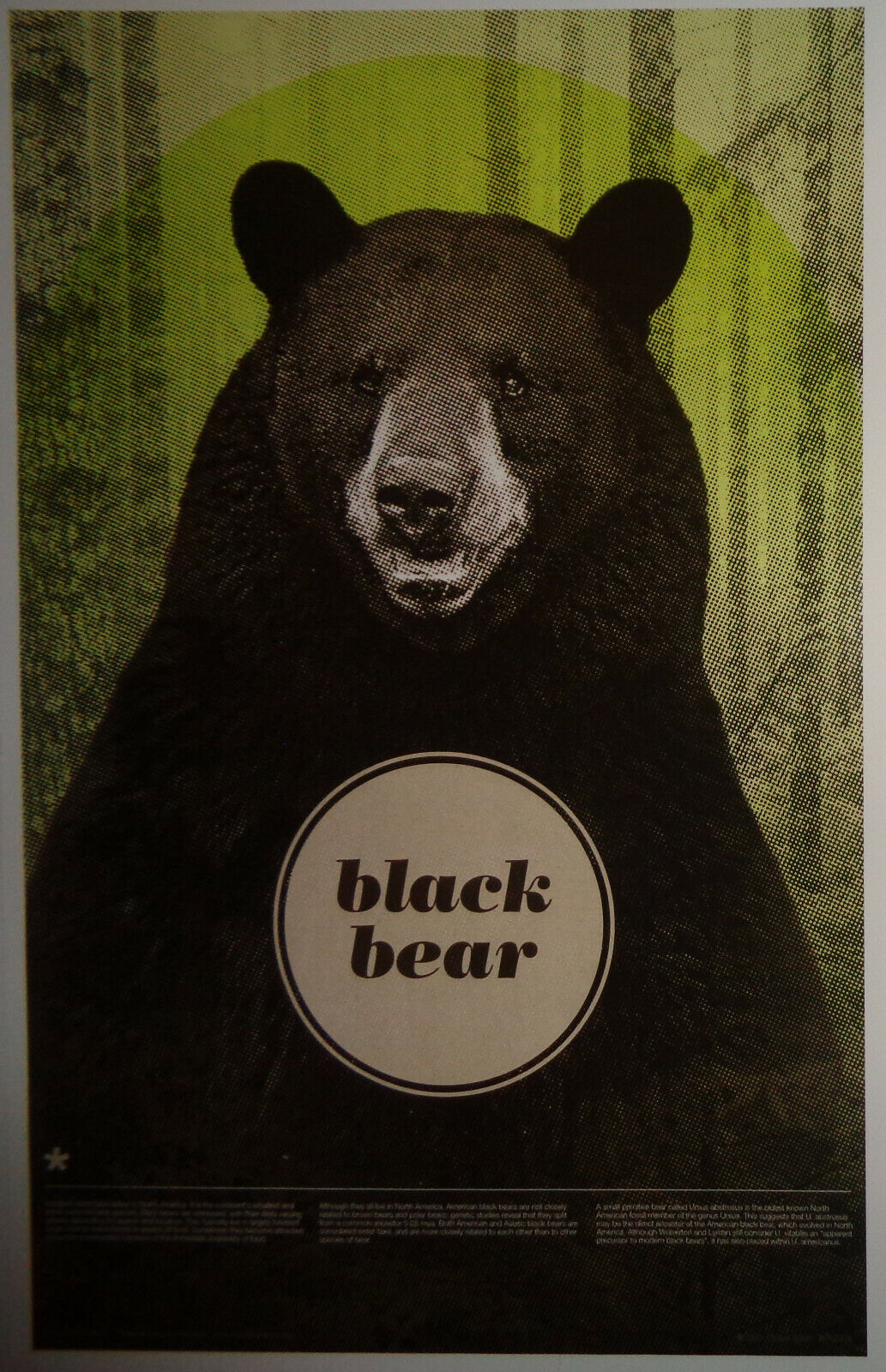 Black Bear - Poster