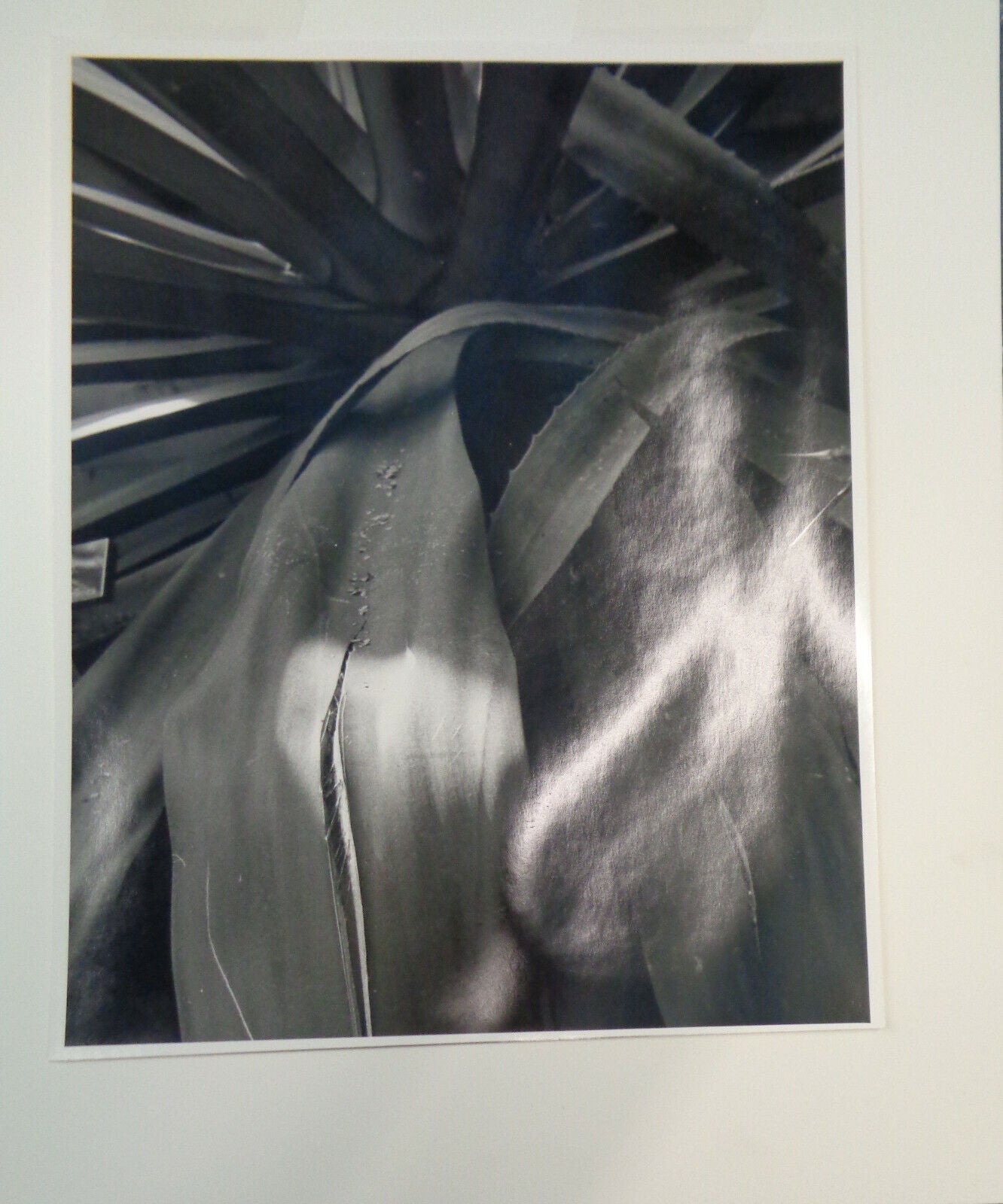 Bo Kass: Leaves - SIGNED original Silver Gelatin photograph