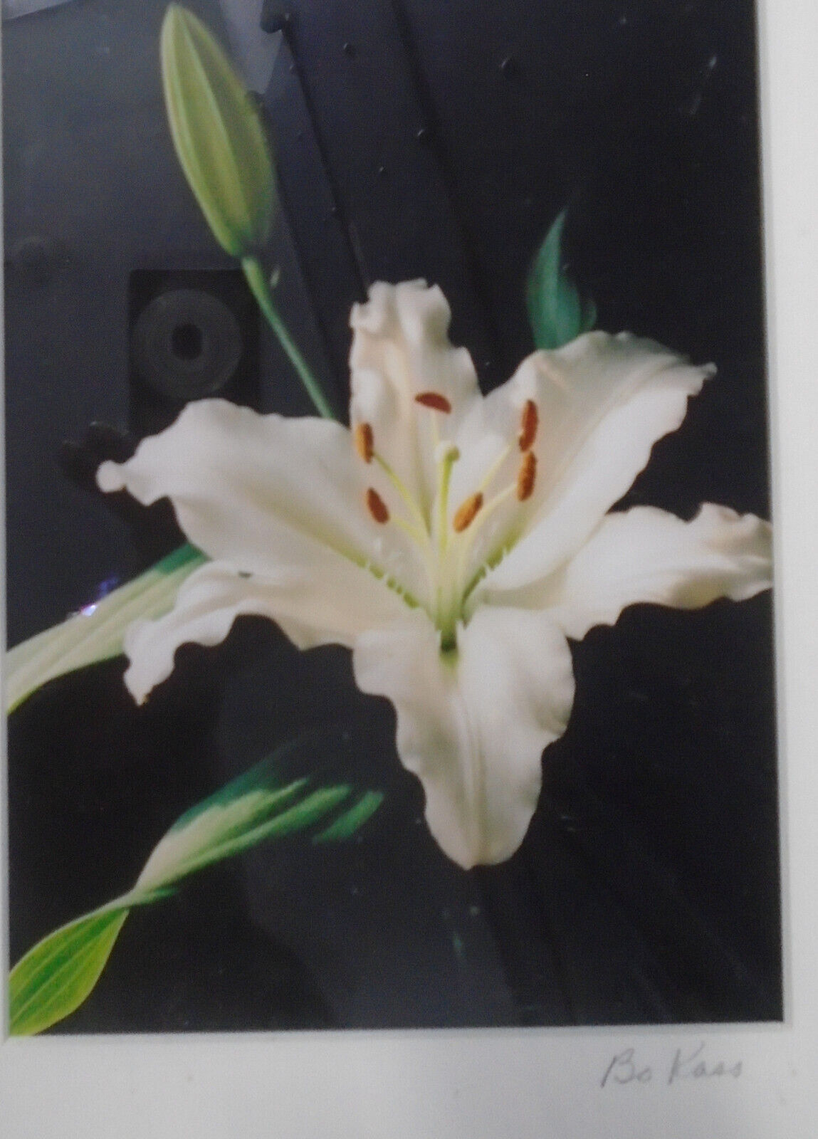 Bodonna "Bo" Kass : Flower - Signed original digital "C" Print