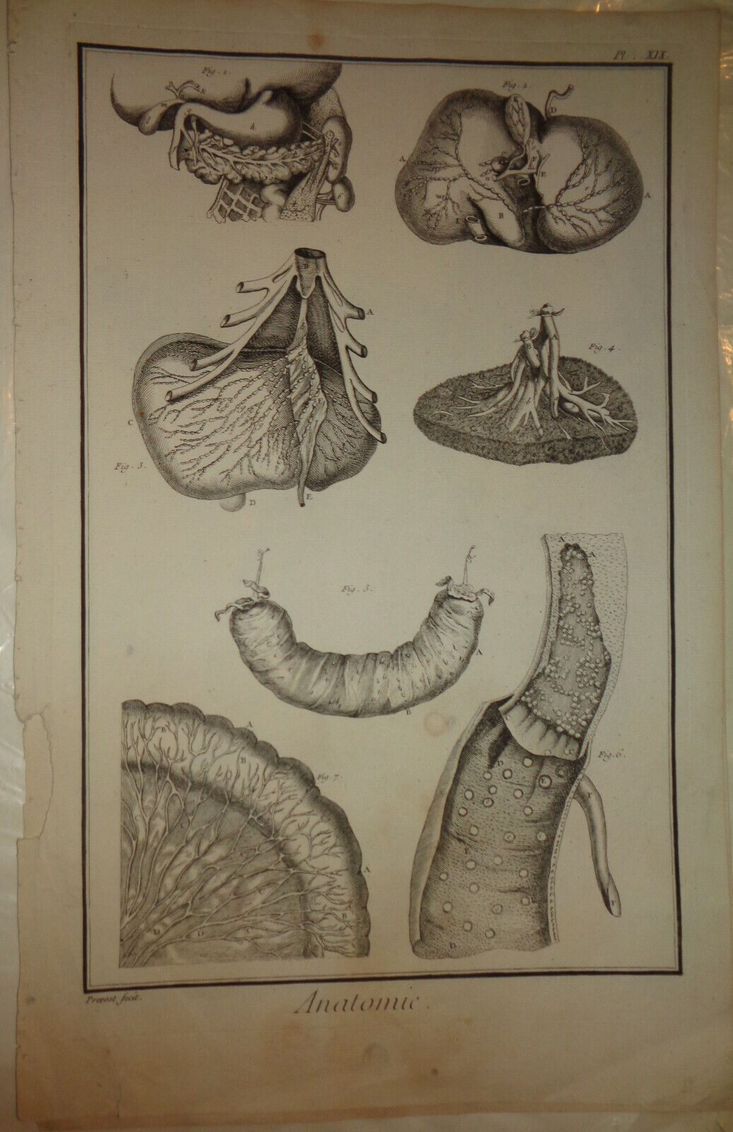 1762 - Anatomie : Viscera. Prevost fecit. - Diderot Encyclopedie