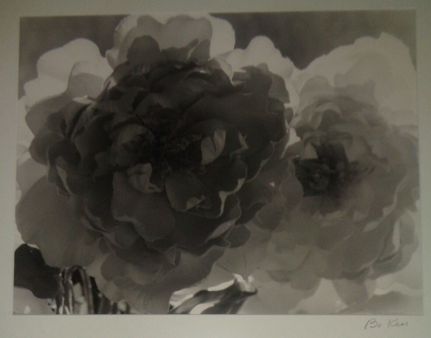 Bo Kass: Peonies - SIGNED original Silver Gelatin photograph, Framed