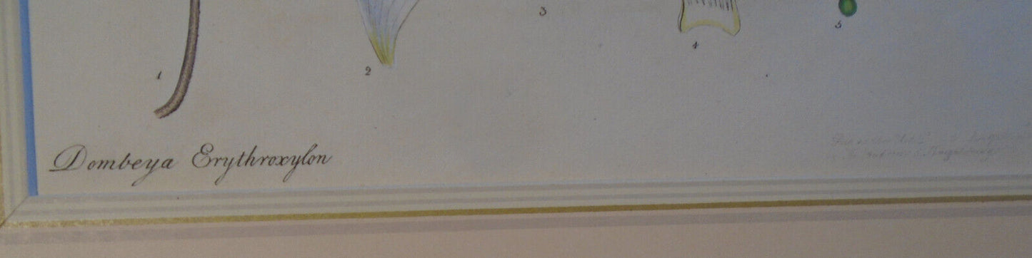 1805 Dombeya Erythroxylon, pl. 389 - Botanist's Repository Henry Charles Andrews