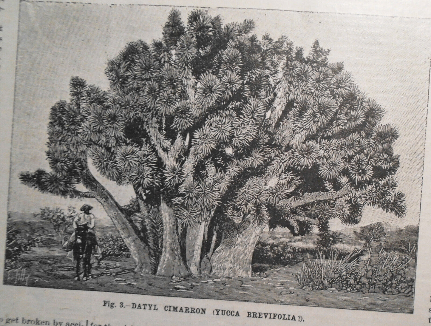 1896 Gigantic Turtle & Lower California Vegetation -- 6 prints & story