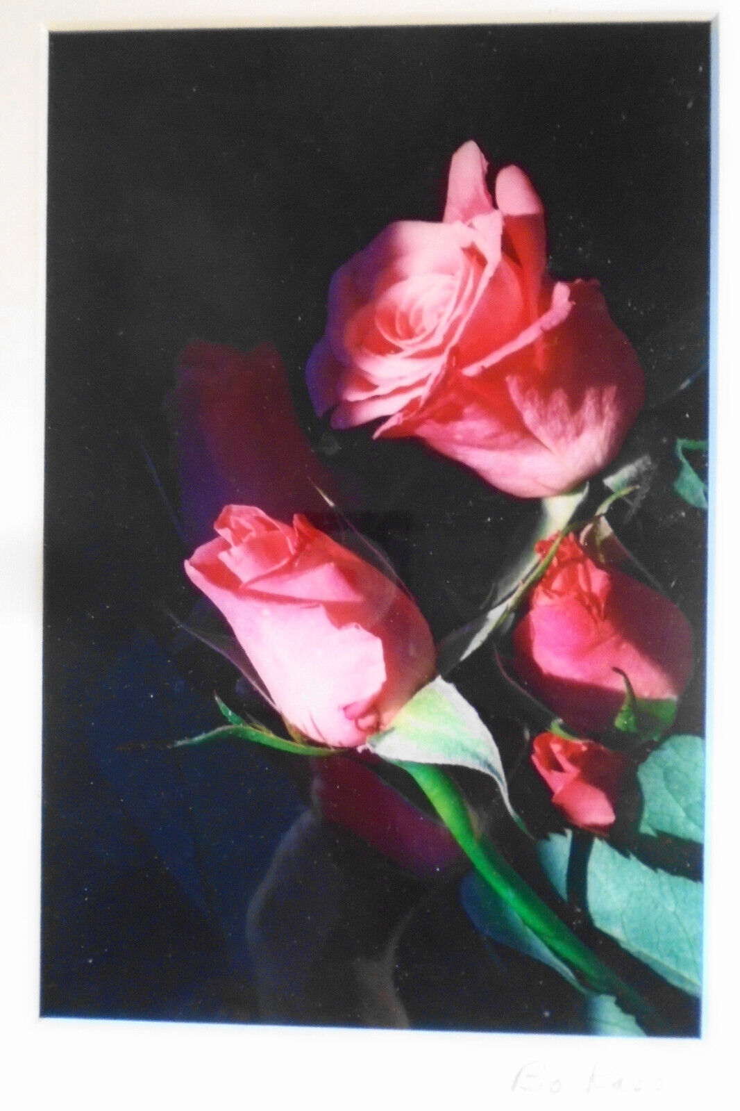 Bo Kass : Pink Roses - SIGNED original C-Print, framed