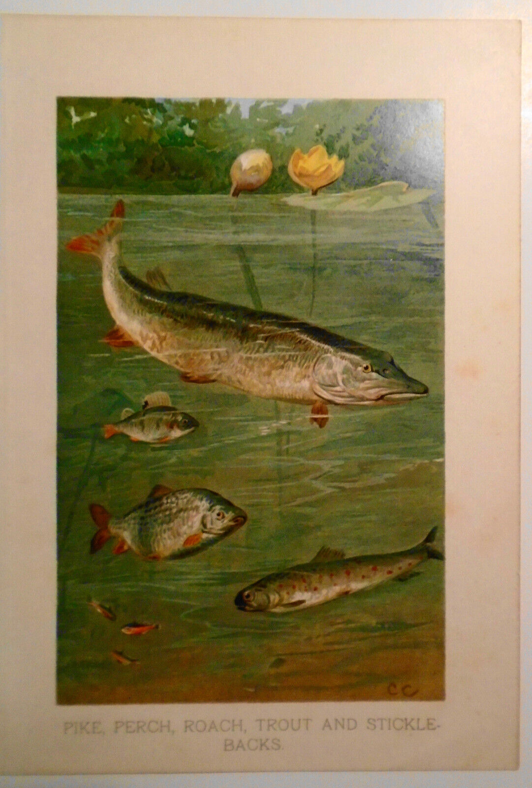 Lithograph, ca 1900 : Pike, Perch, Roach, Trout, and Sticklebacks. 5 3/4 x 8"