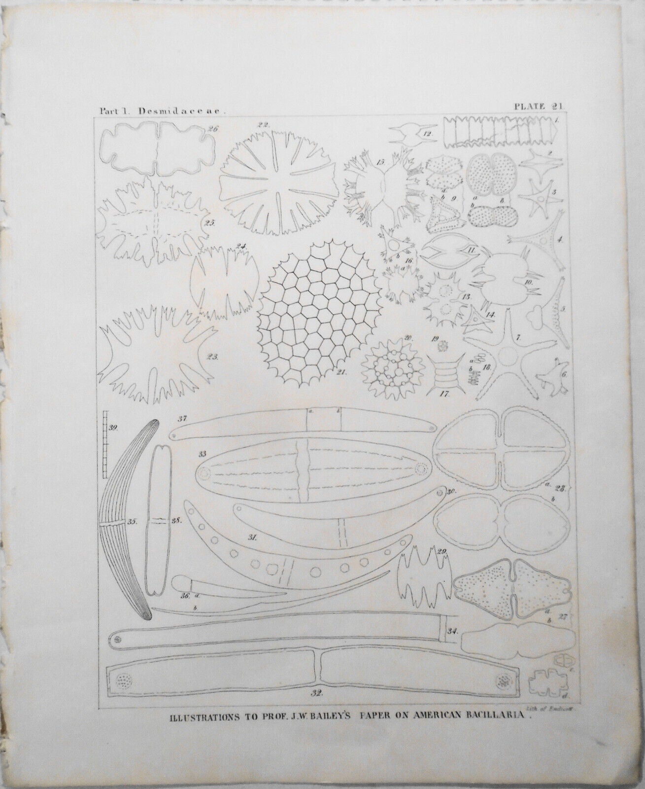 American bacillaria. Part 1, Desmidaceae. / by J. W. Bailey. 1841 Original print
