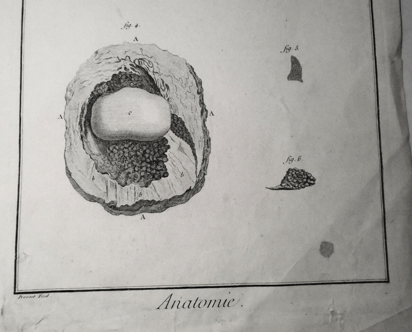 1762 - Anatomie : Seconde Pl II. Prevost fecit. - Diderot Encyclopedie