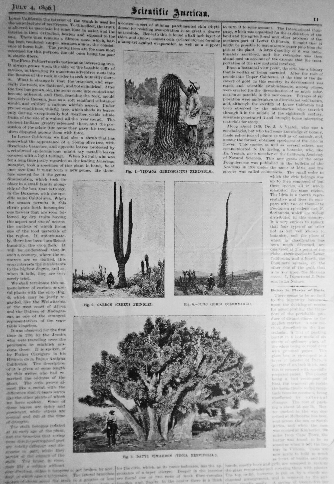 1896 Gigantic Turtle & Lower California Vegetation -- 6 prints & story