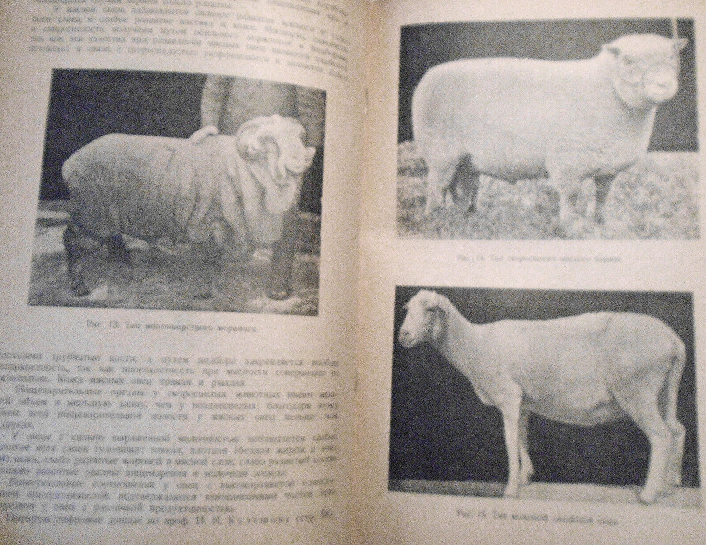 Ovtsevodstvo, by M. F. Ivanov. 1933. Moscow. Sheep breeding. In Russian