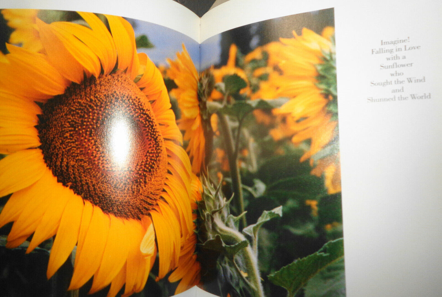 Sunflowers For Van Gogh, by David Douglas Duncan. 1986 1st Edition 1st Printing