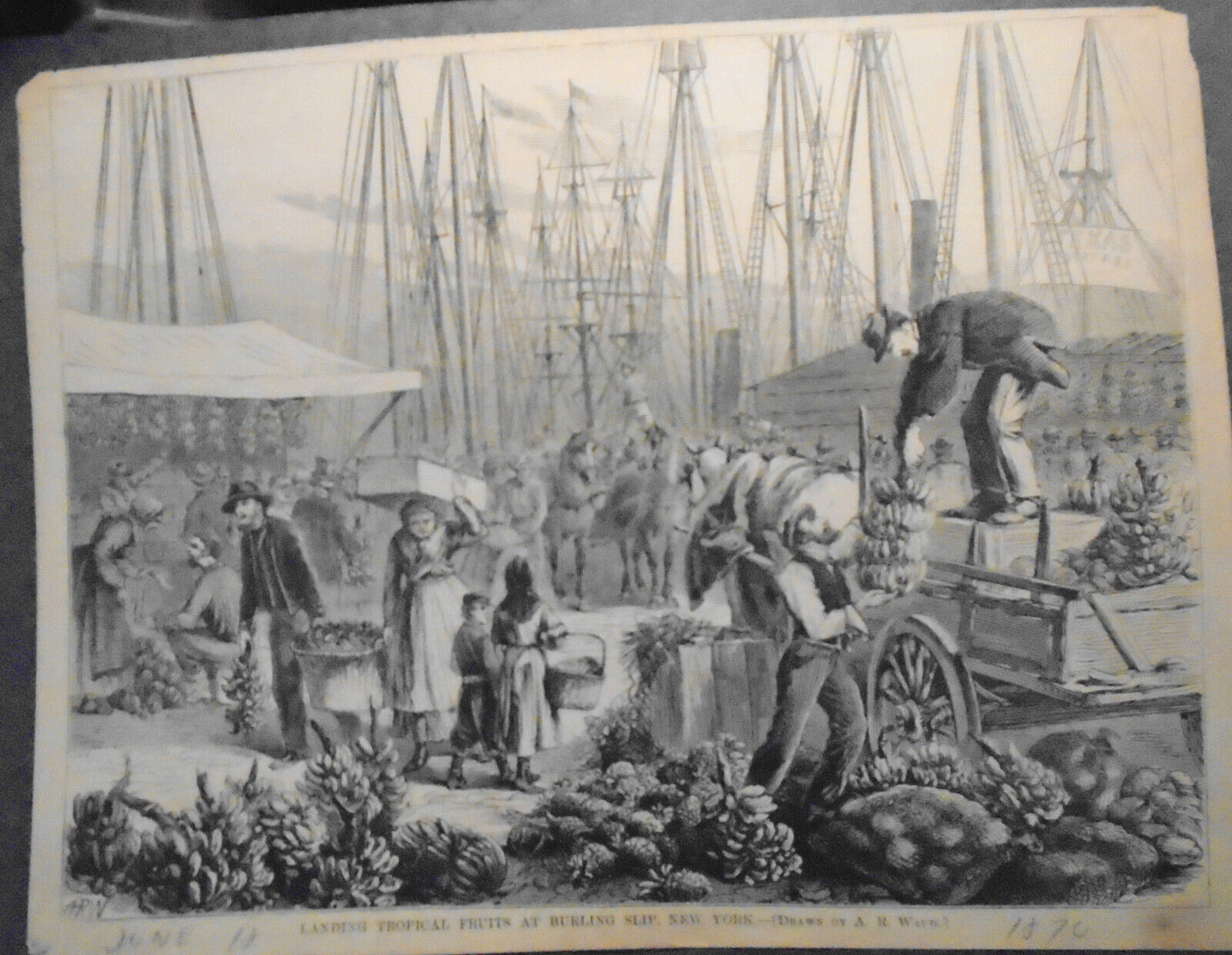 Landing Tropical Fruits At Burling Slip New York Harper's Weekly Engraving 1870