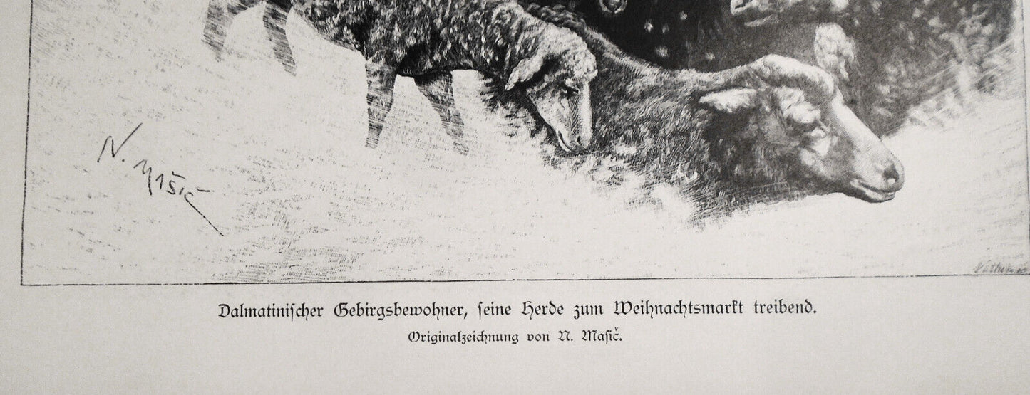 Dalmatinischer Gebirgsbewohner, Schafherde zum Weihnachtsmarkt treibend -- 1884