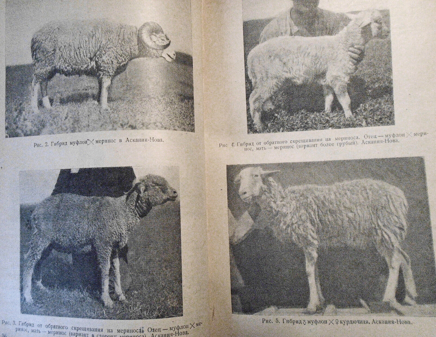 Ovtsevodstvo, by M. F. Ivanov. 1933. Moscow. Sheep breeding. In Russian