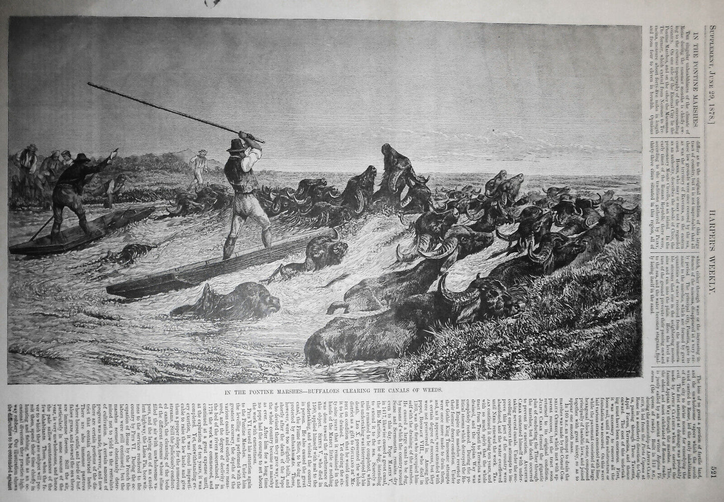 In the Pontine Marshes - Buffaloes Clearing Canals of Weeds Harper's Weekly 1878