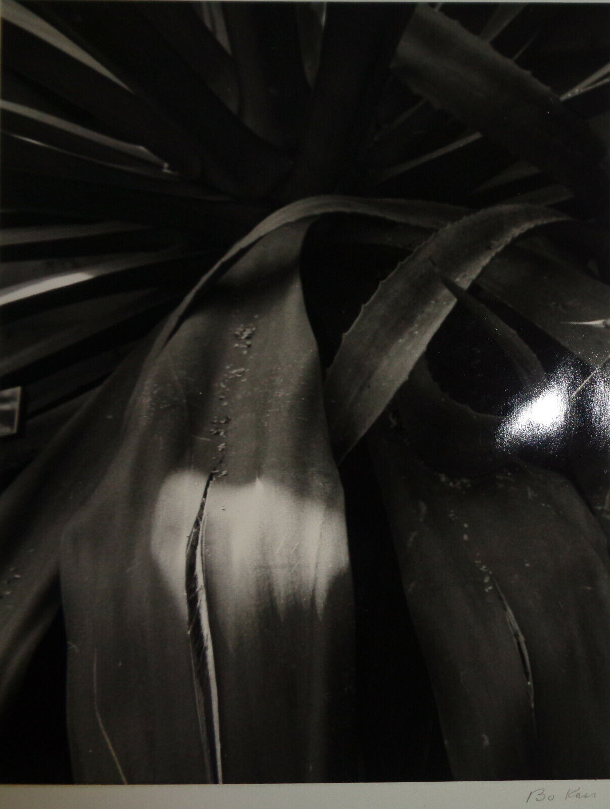 Bo Kass: Leaves - SIGNED original Silver Gelatin photograph