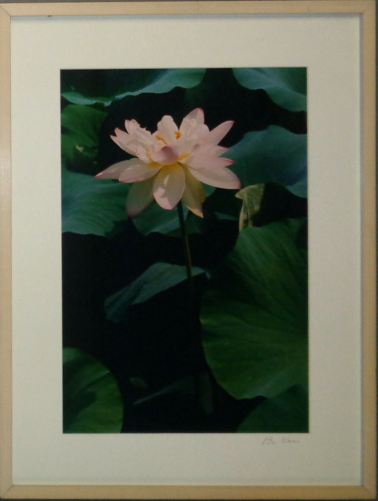 Bo Kass : Pink Orchid with Leaves - Signed original C-Print framed