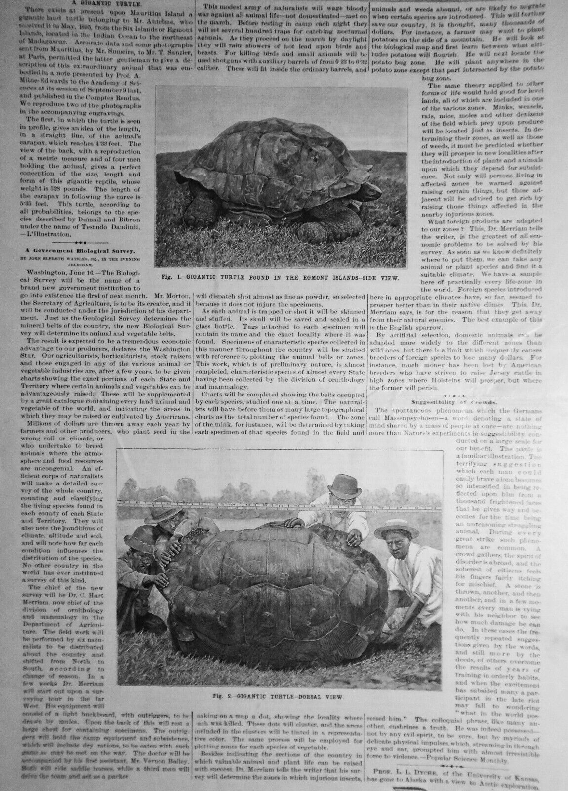 1896 Gigantic Turtle & Lower California Vegetation -- 6 prints & story