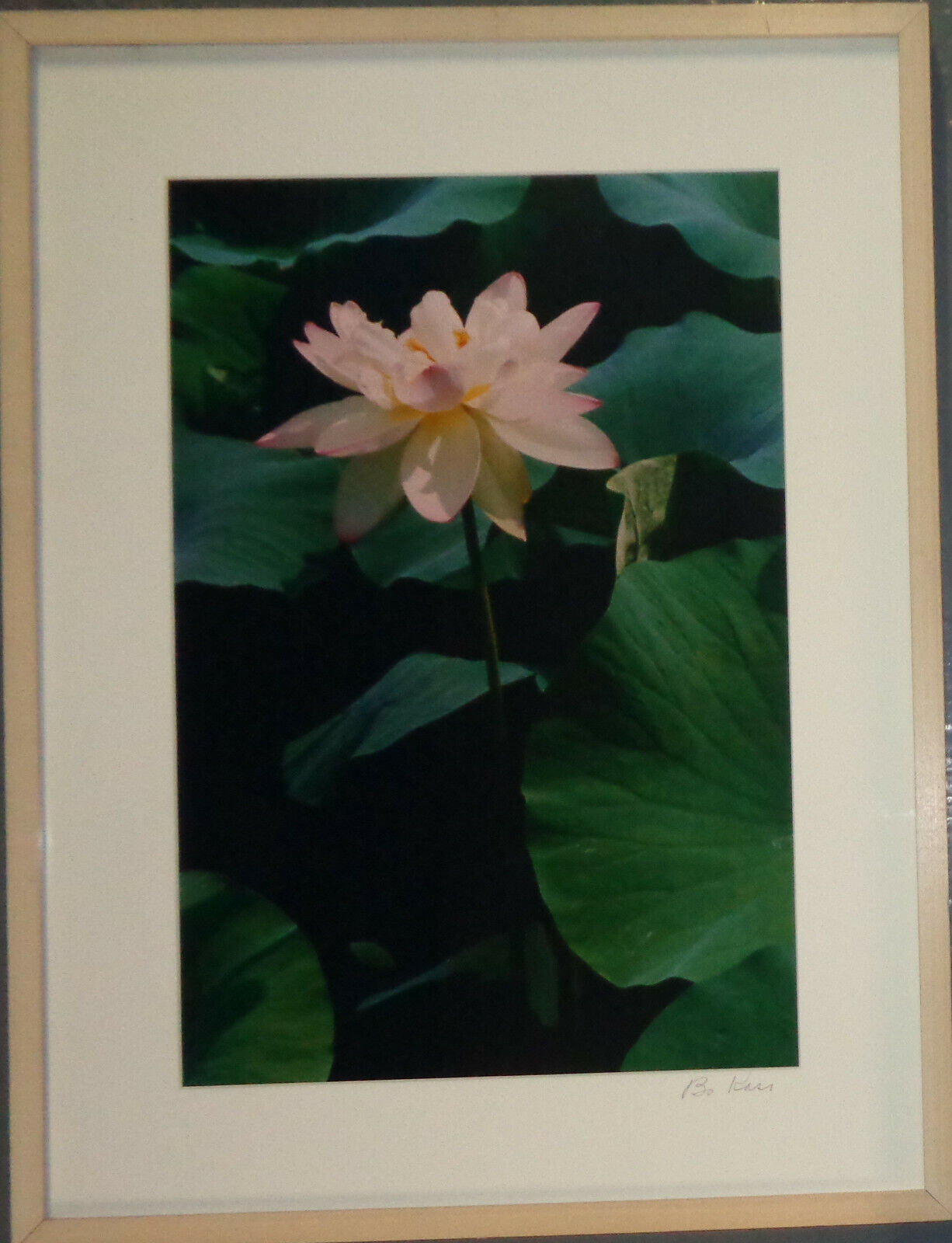 Bo Kass : Pink Orchid with Leaves - Signed original C-Print framed