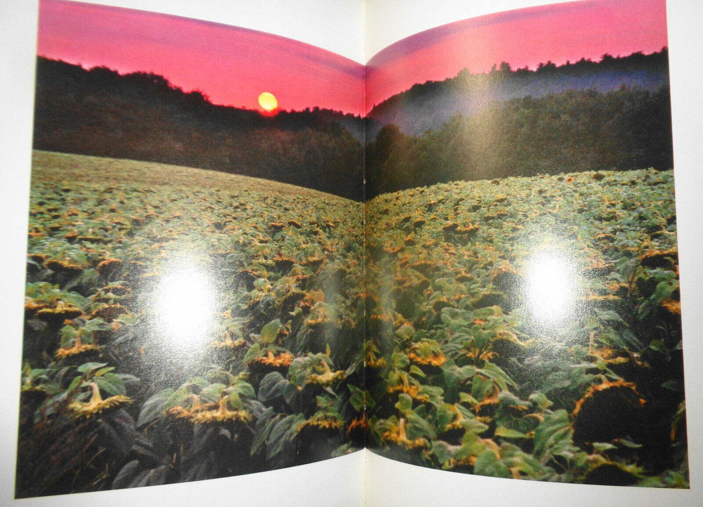 Sunflowers For Van Gogh, by David Douglas Duncan. 1986 1st Edition 1st Printing