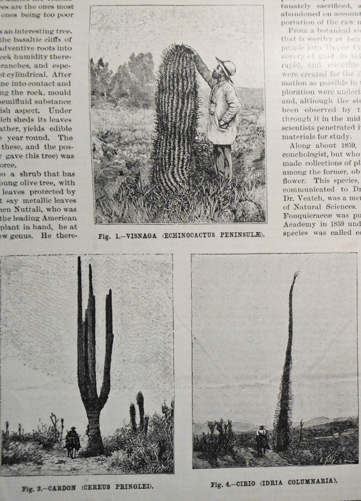 1896 Gigantic Turtle & Lower California Vegetation -- 6 prints & story