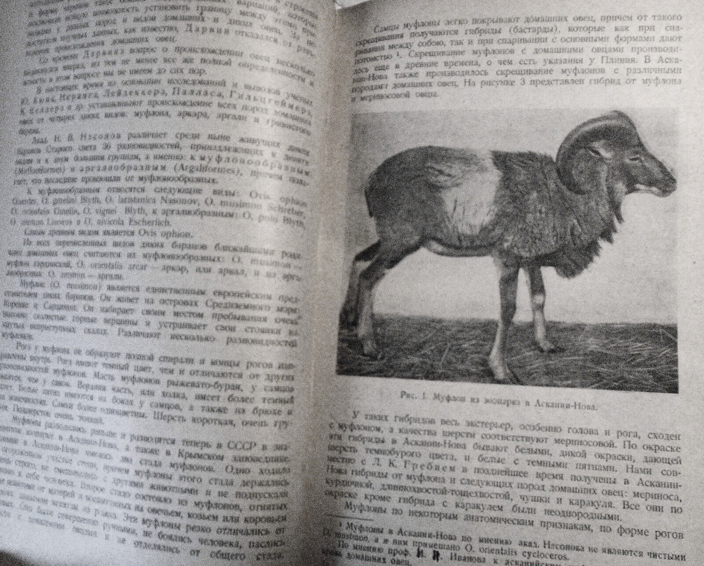 Ovtsevodstvo, by M. F. Ivanov. 1933. Moscow. Sheep breeding. In Russian