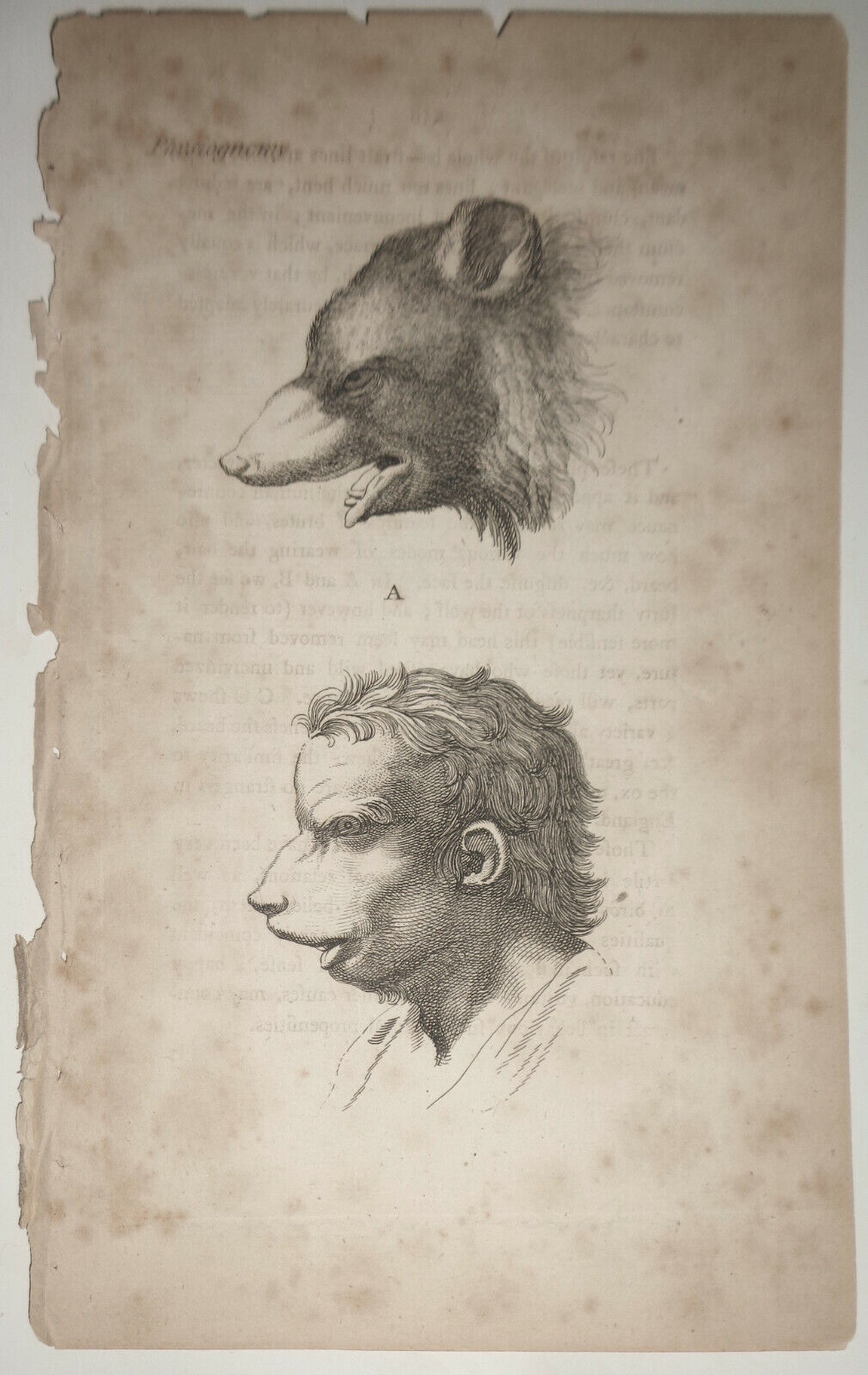 1786 - Physiognomy, Plate A -- from The Artist's Repository