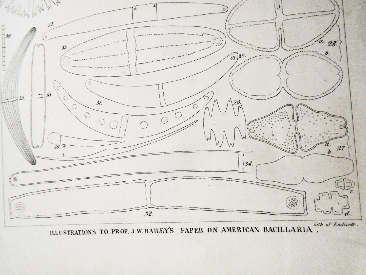 American bacillaria. Part 1, Desmidaceae. / by J. W. Bailey. 1841 Original print