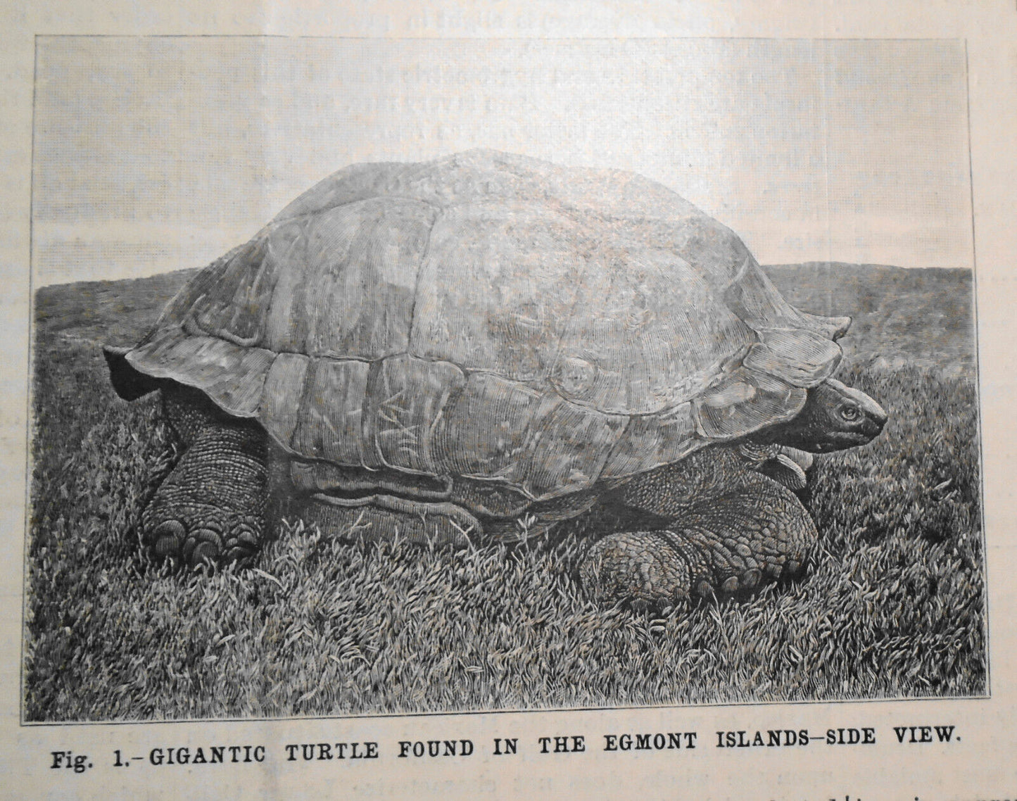 1896 Gigantic Turtle & Lower California Vegetation -- 6 prints & story