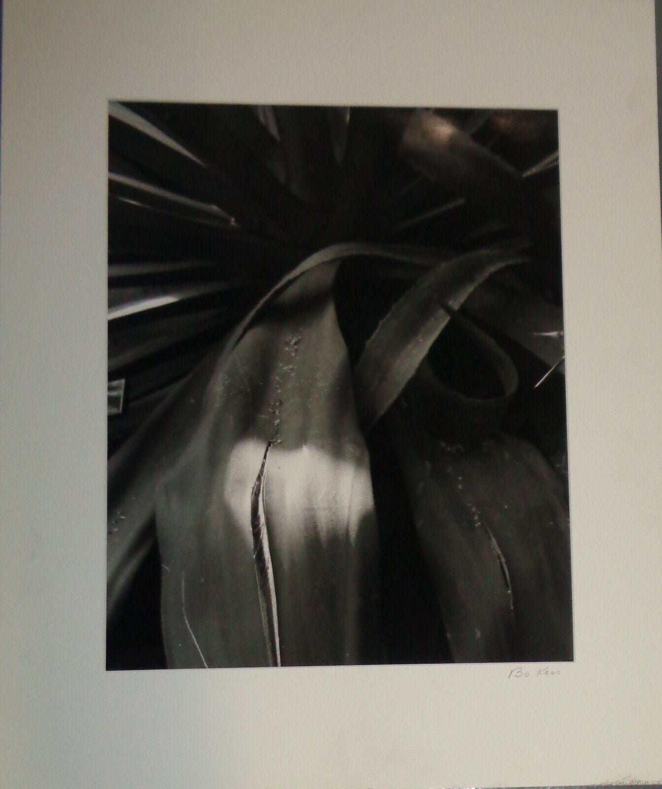 Bo Kass: Leaves - SIGNED original Silver Gelatin photograph