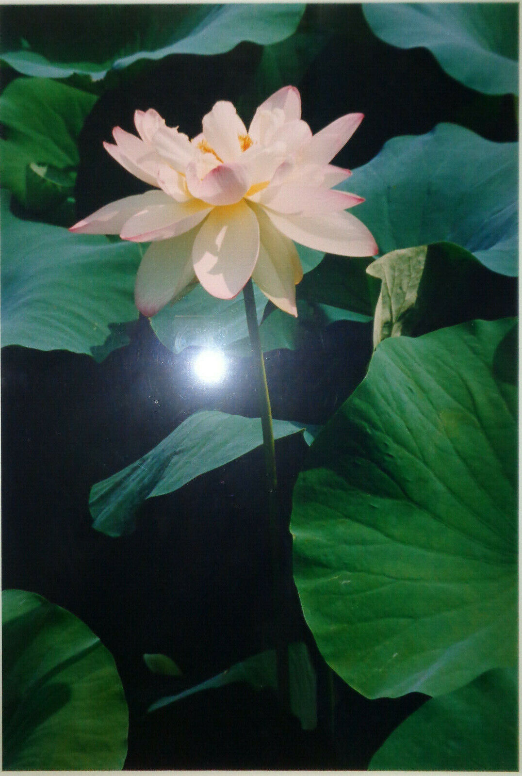 Bo Kass : Pink Orchid with Leaves - Signed original C-Print framed