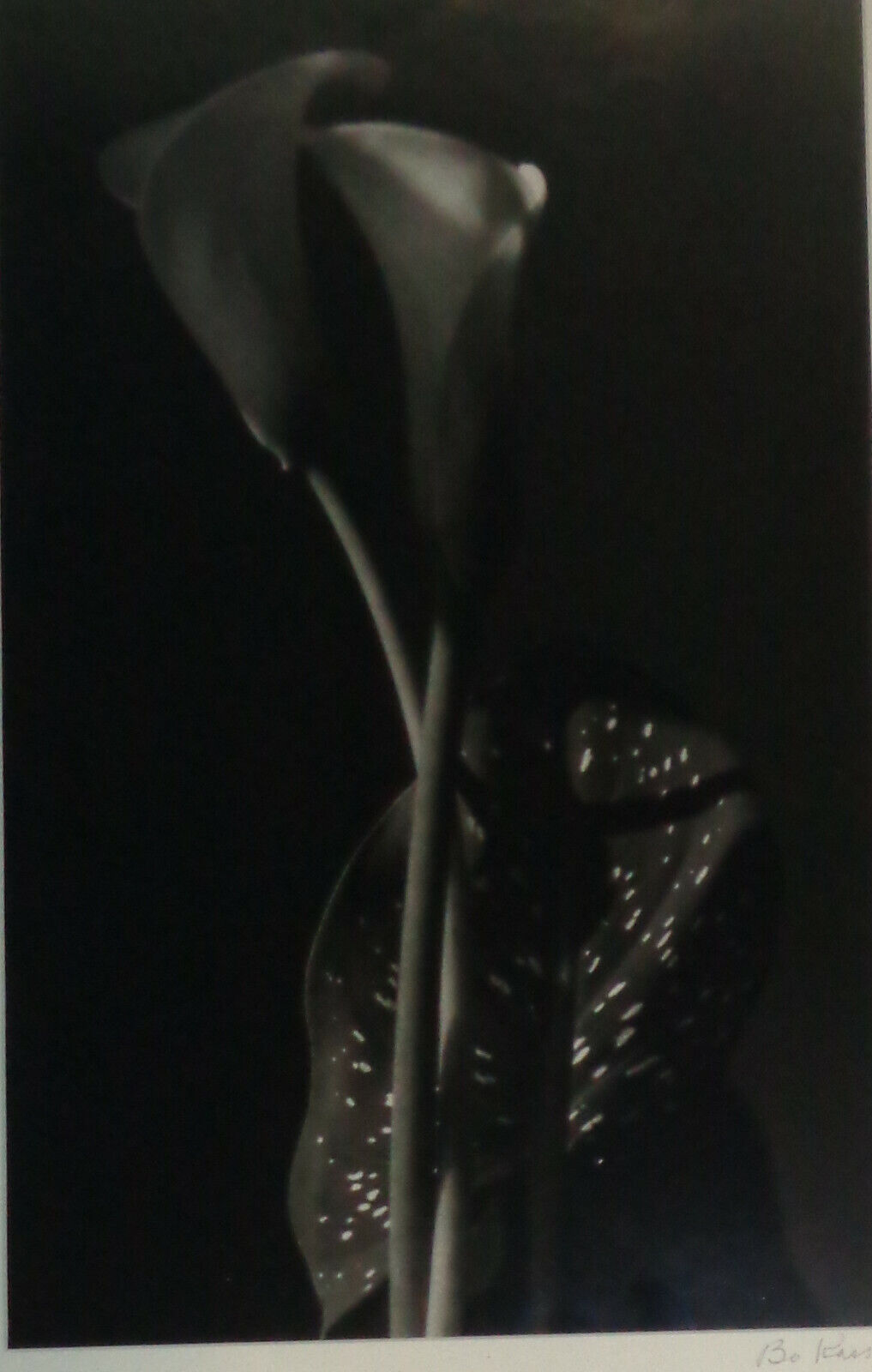 Bo Kass: Calla Lily - SIGNED original Silver Gelatin photograph, Framed