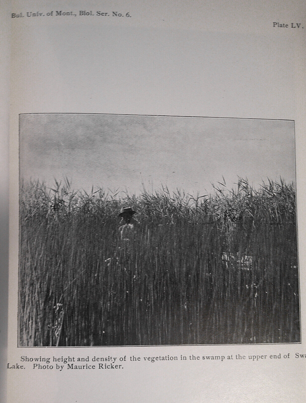 1903 Additional notes to Summer birds of Flathead Lake... Swan Lake by Silloway