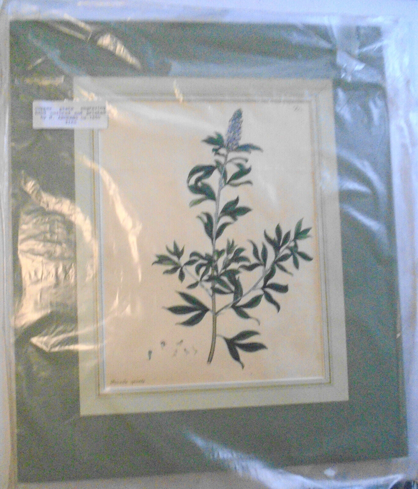 1804 Psoralea spicata, pl. 411 - Botanist's Repository, Henry Charles Andrews