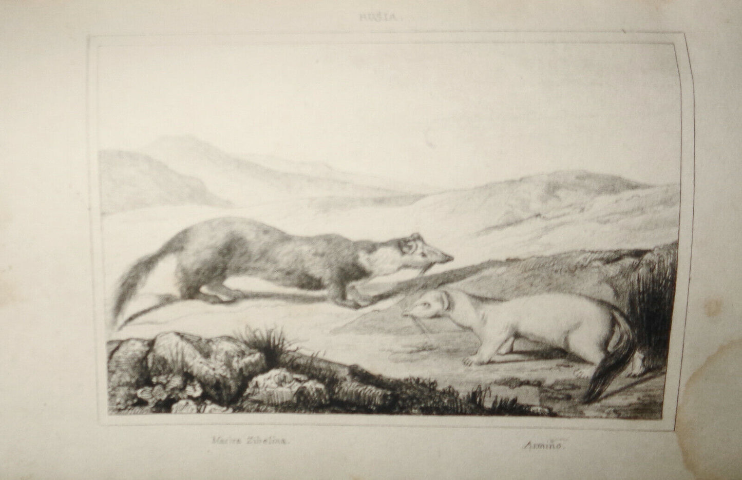 1840 Rusia - Marlra Zibelina; armino engraving. El universo pintoresco - Chopin