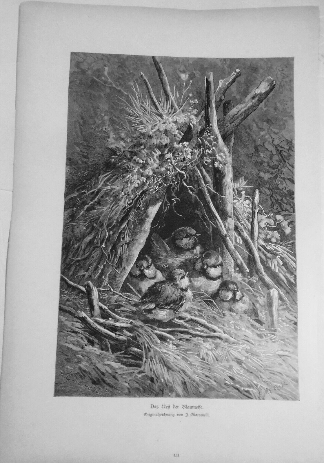 Das Nest der Blaumeise, Originalzeichnung von J. Giacomelli -- 1882