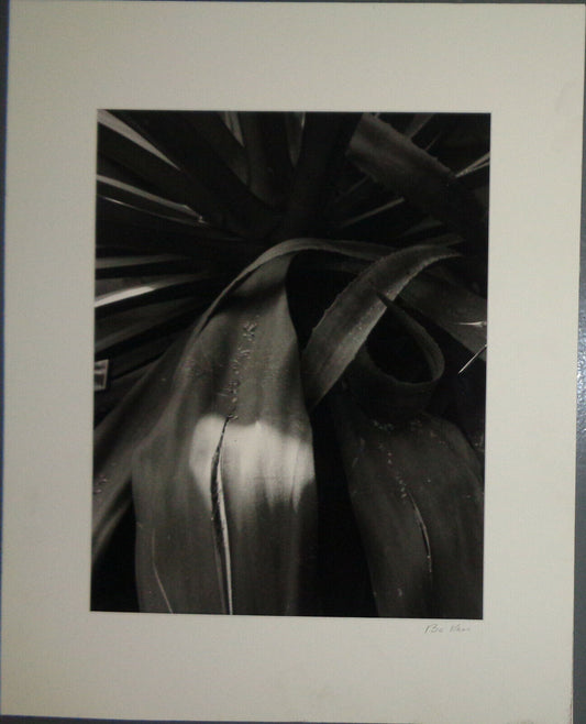Bo Kass: Leaves - SIGNED original Silver Gelatin photograph