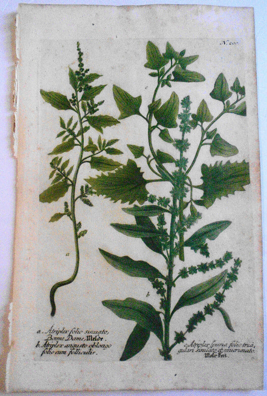Johann Wilhelm Weinmann - Atriplex Sinuato N. 200 - ca. 1745. Hand-colored.