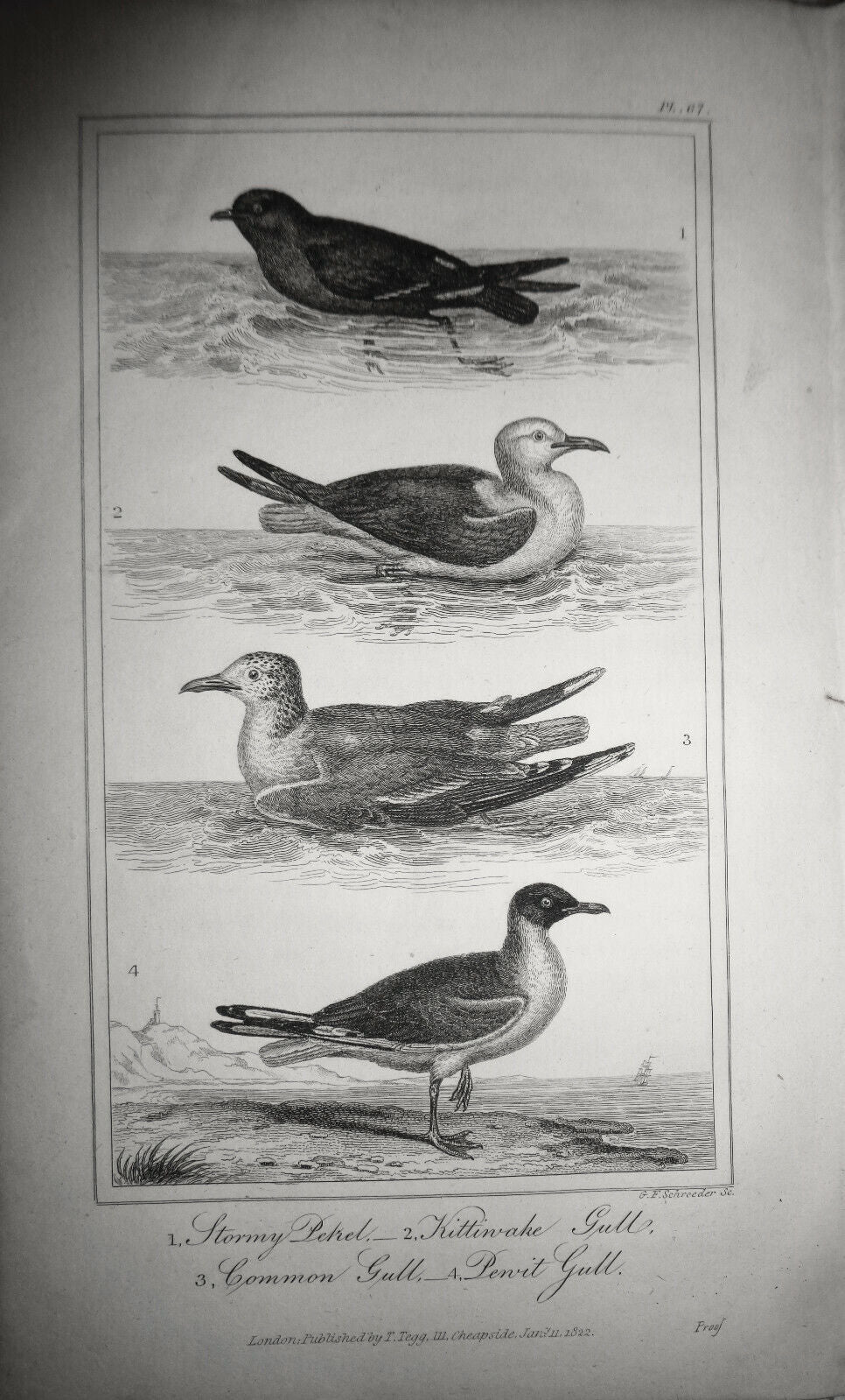 1825 bird engraving - Oliver Goldsmith - Stormy Petrel, Kittiwake Gull, Common