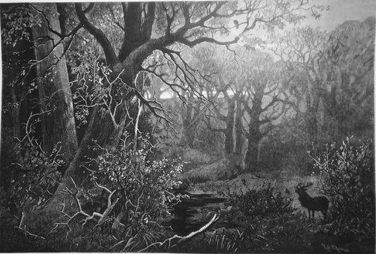 Partie im köngl. Hirschpark Solitude bei Stuttgart. Original von R. Aßmus - 1882