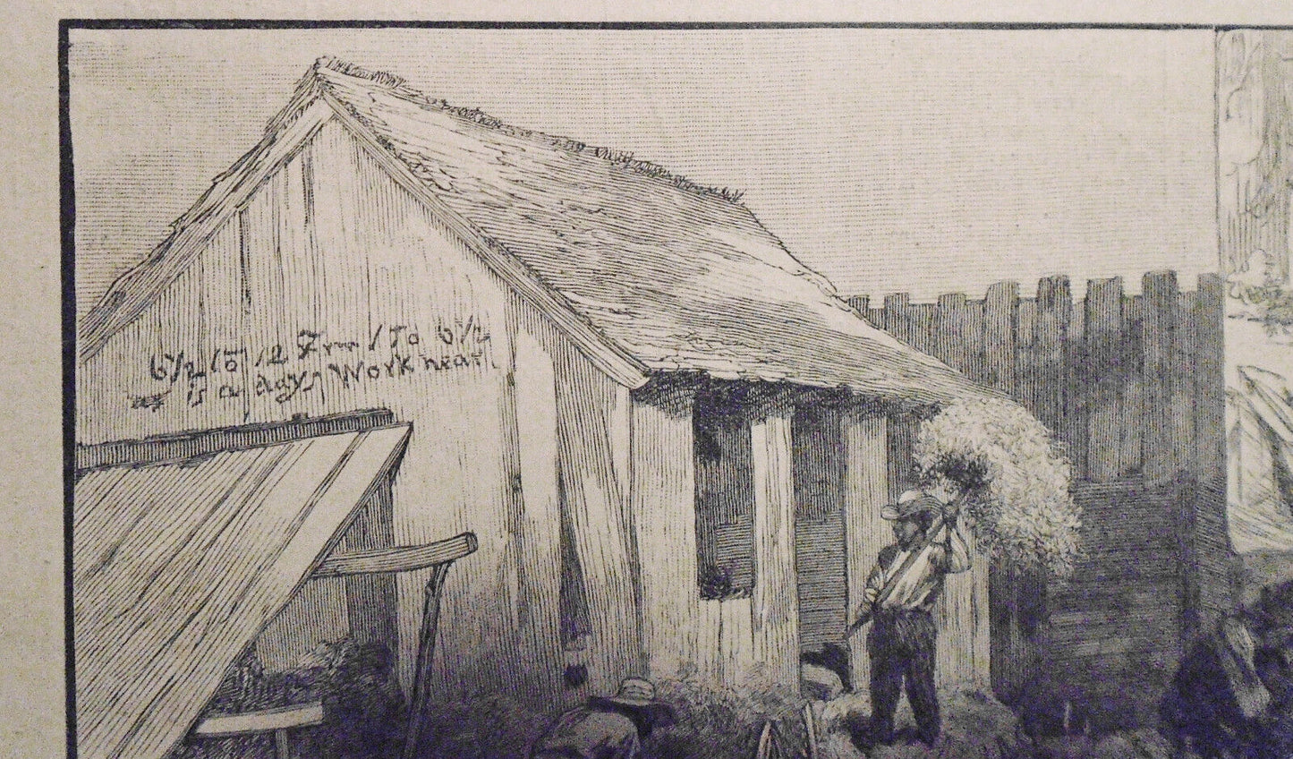The Moss Industry In The South -  1882 Harper's Weekly - Spanish Black Americana