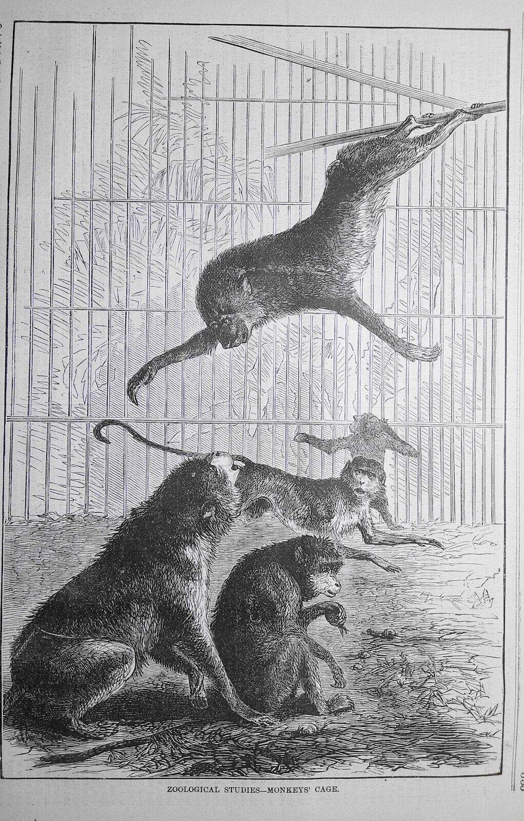 Zoological Studies: Baboon's Cage & Monkeys' Cage Harper's Weekly April 18, 1874