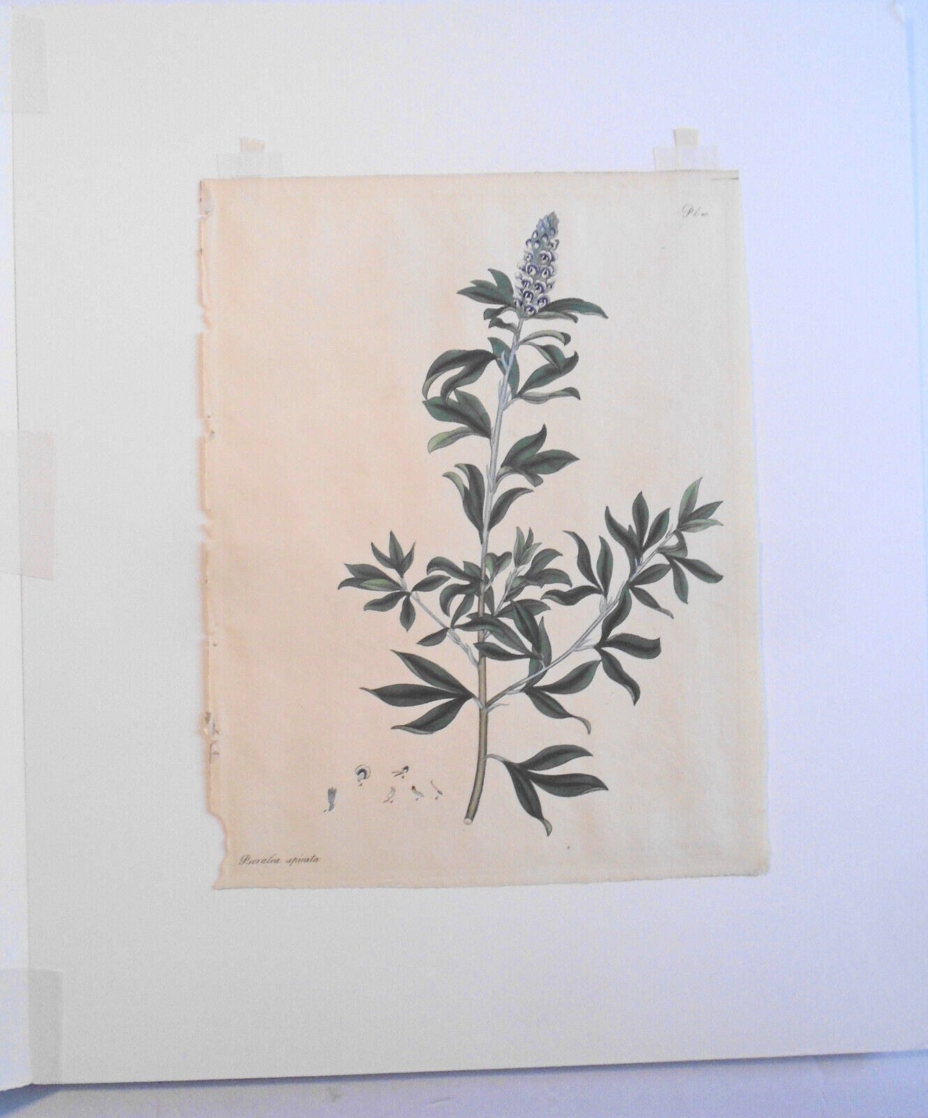 1804 Psoralea spicata, pl. 411 - Botanist's Repository, Henry Charles Andrews